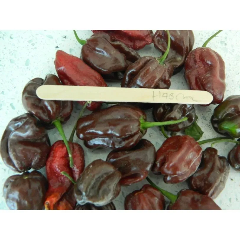 Chocolate Habanero - Image 9