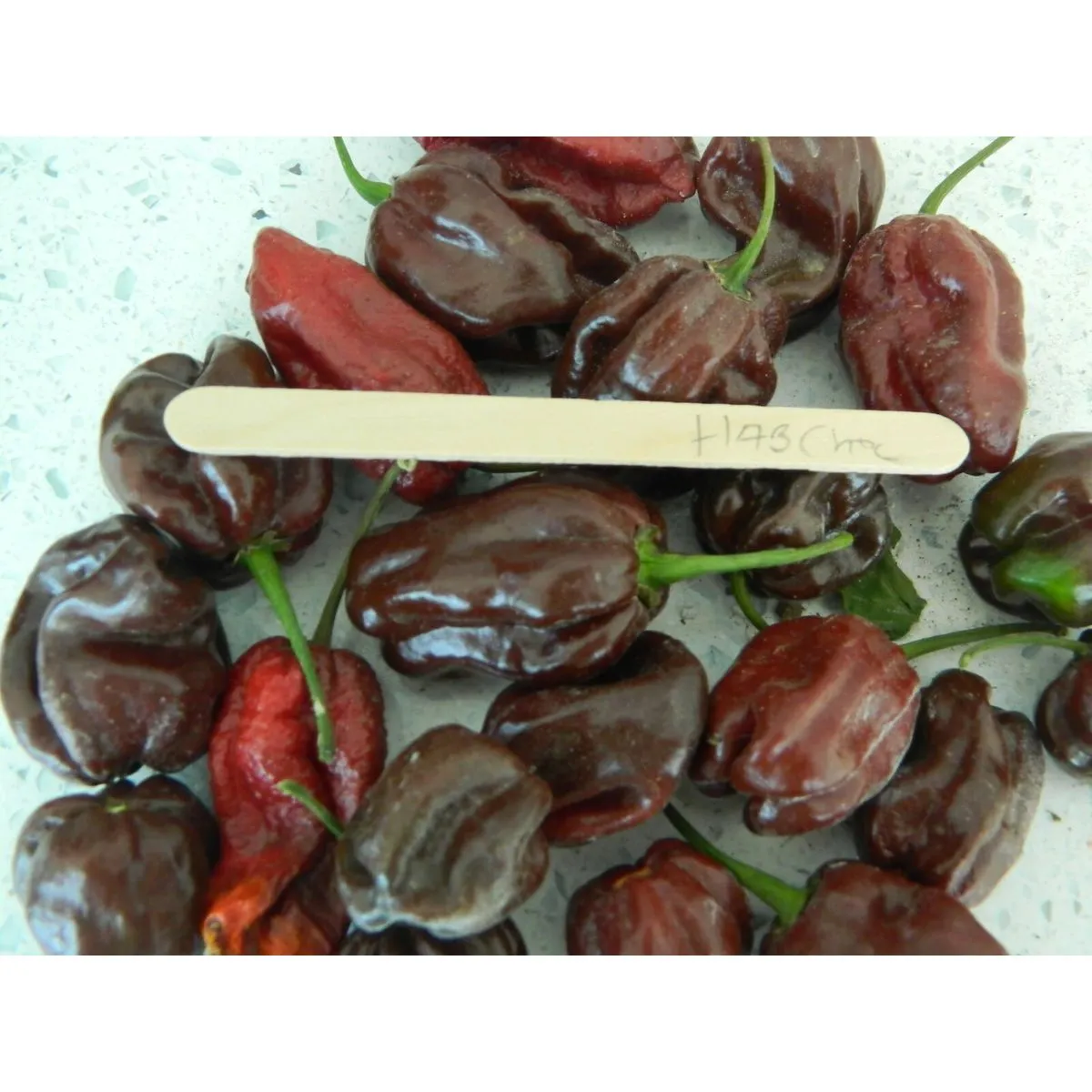 Chocolate Habanero - Image 9