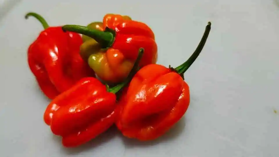 Habanero Chilli Seeds - Image 5