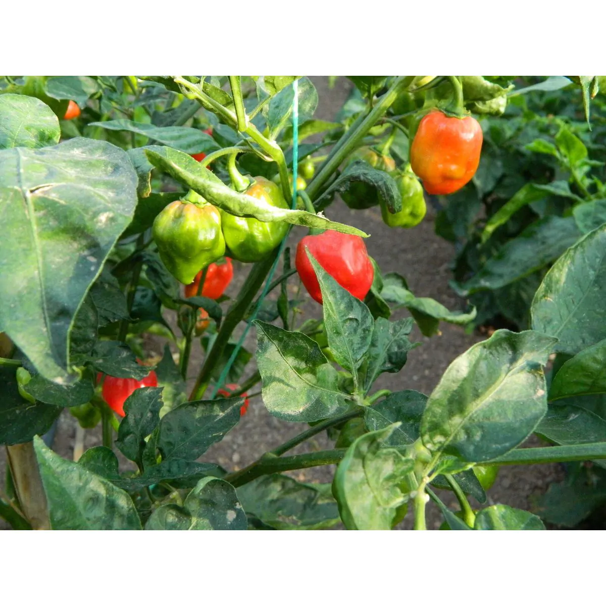 Habanero Red Savina - Image 8