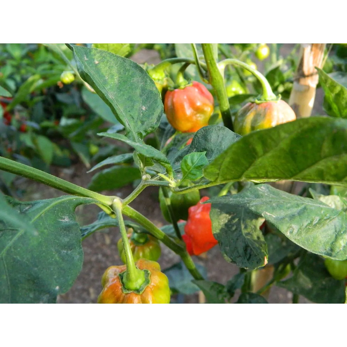 Habanero Red Savina - Image 5