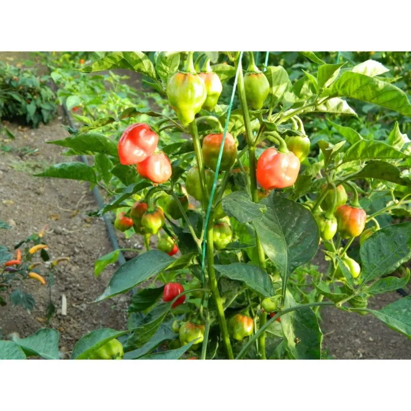 Habanero Red Savina - Image 7