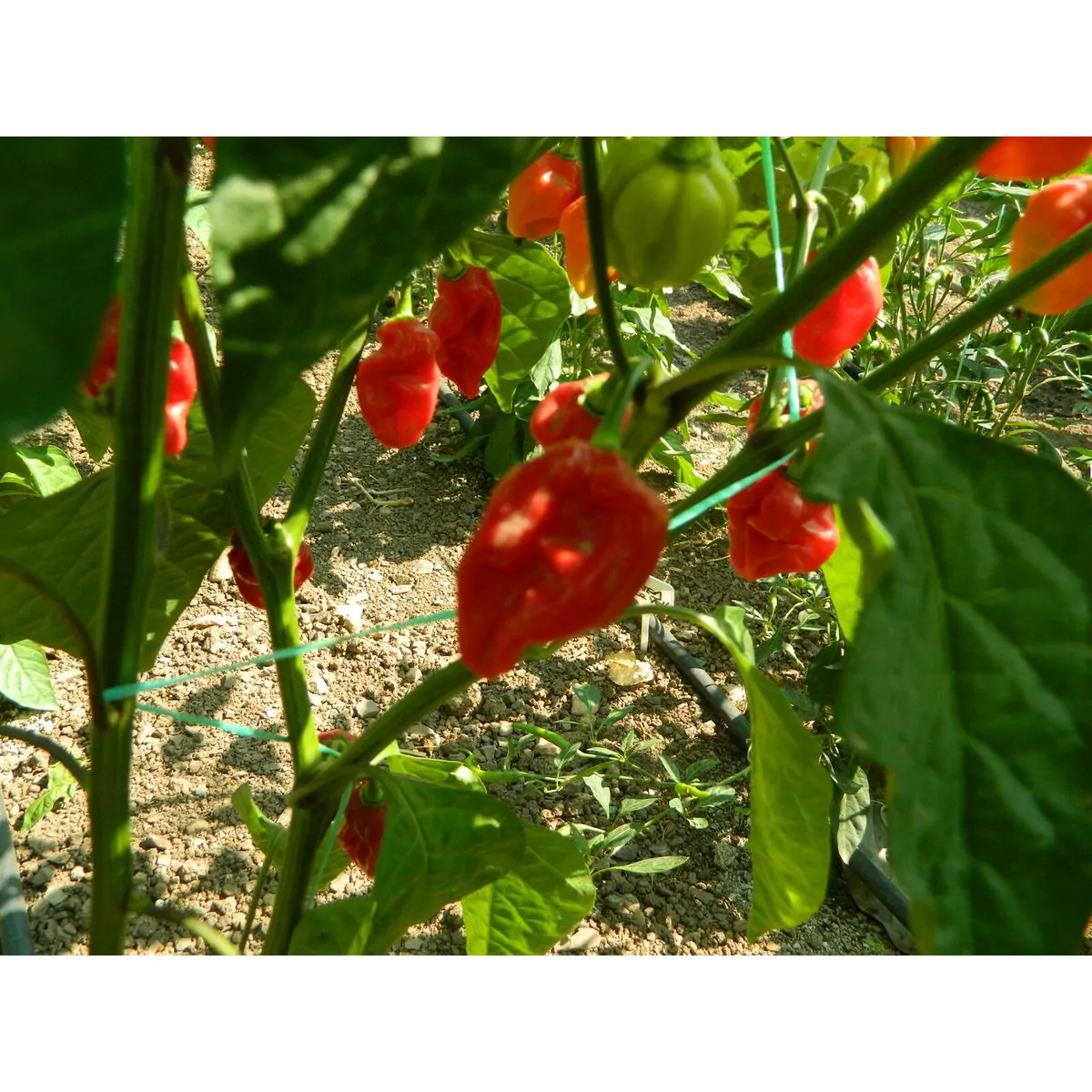 Habanero Tobago Seasoning