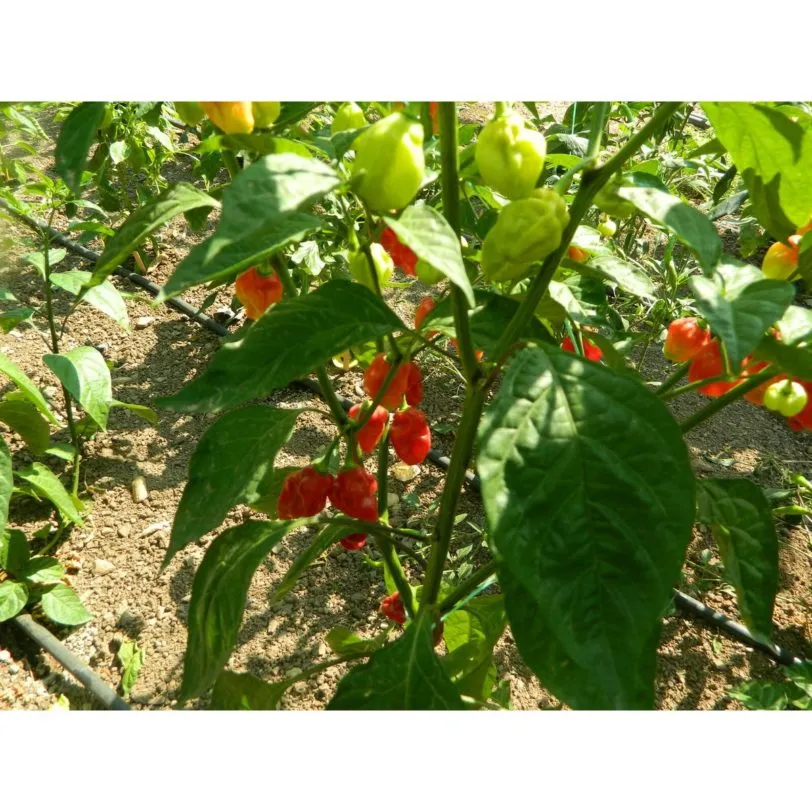 Habanero Tobago Seasoning - Image 2