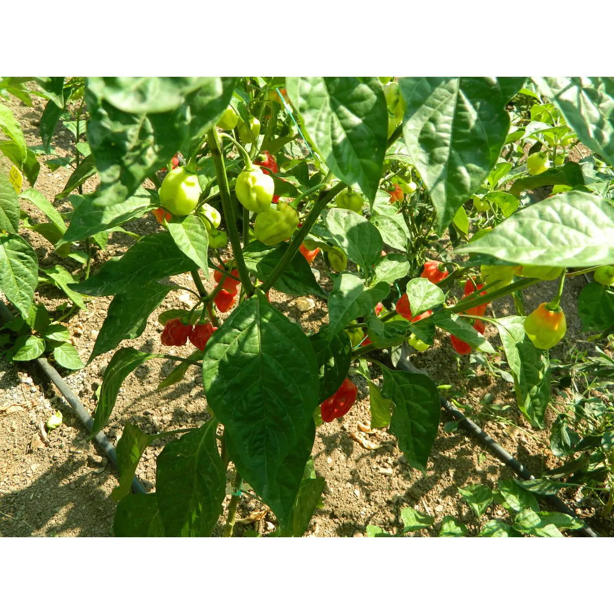 Habanero Tobago Seasoning - Image 3