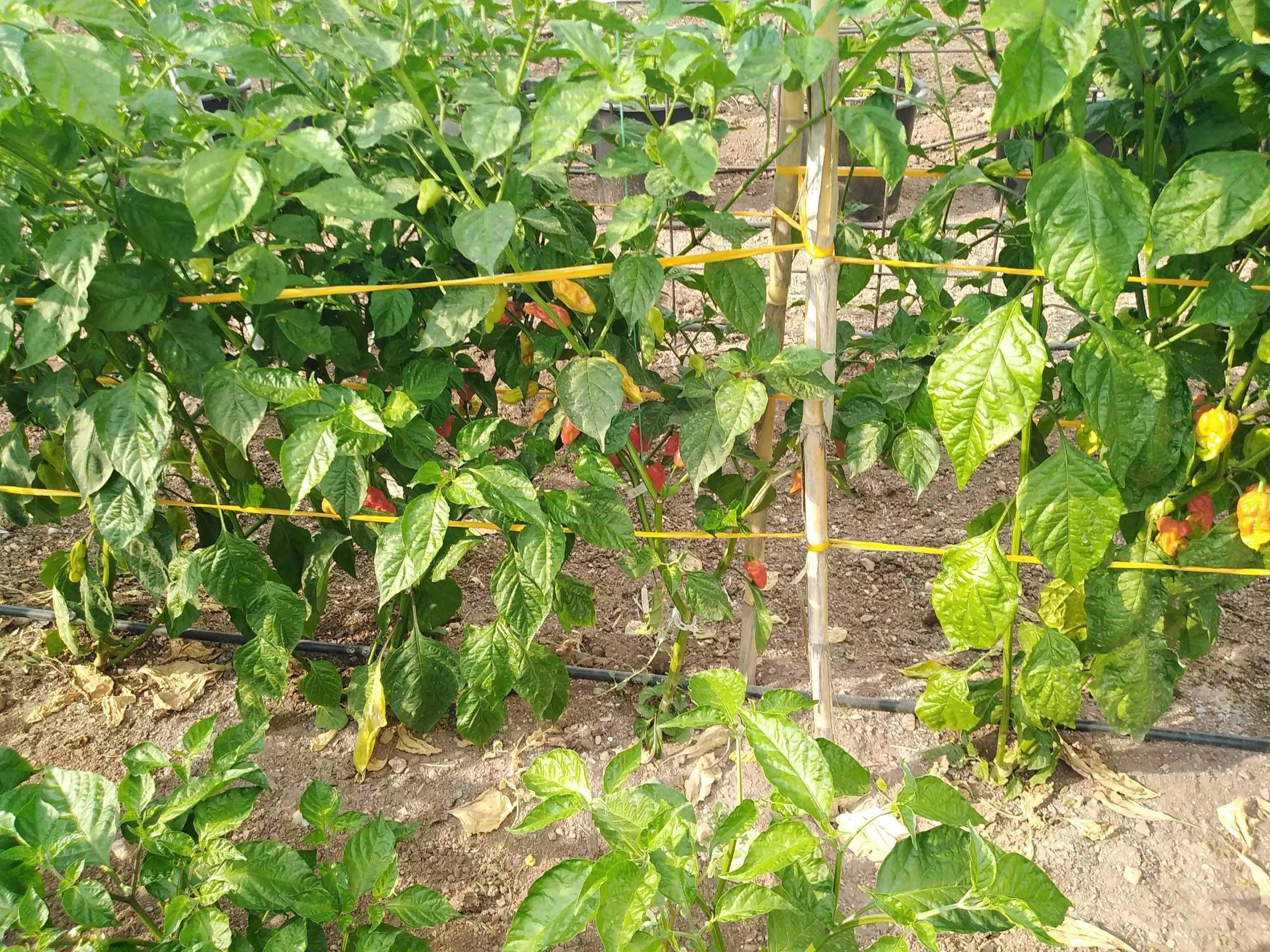 Bhut Jolokia Yellow Chilli Seeds - Image 6