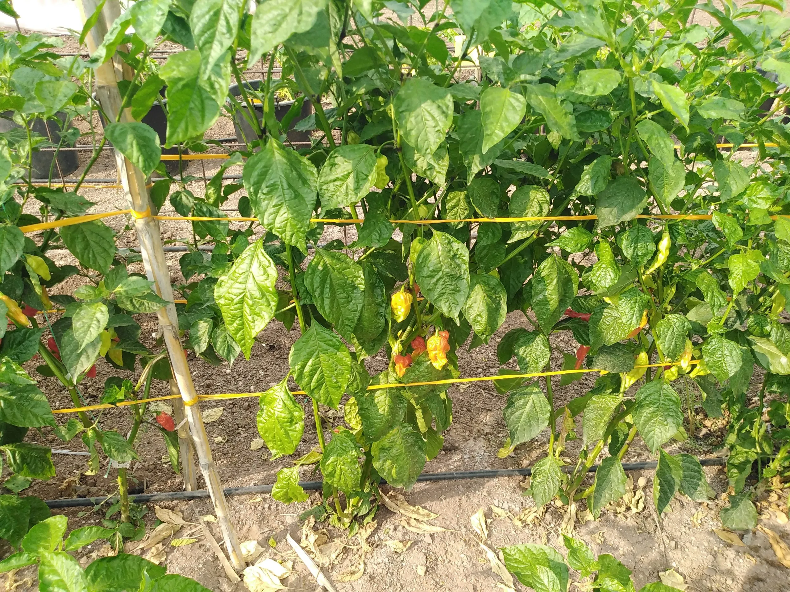 Bhut Jolokia Yellow Chilli Seeds - Image 7