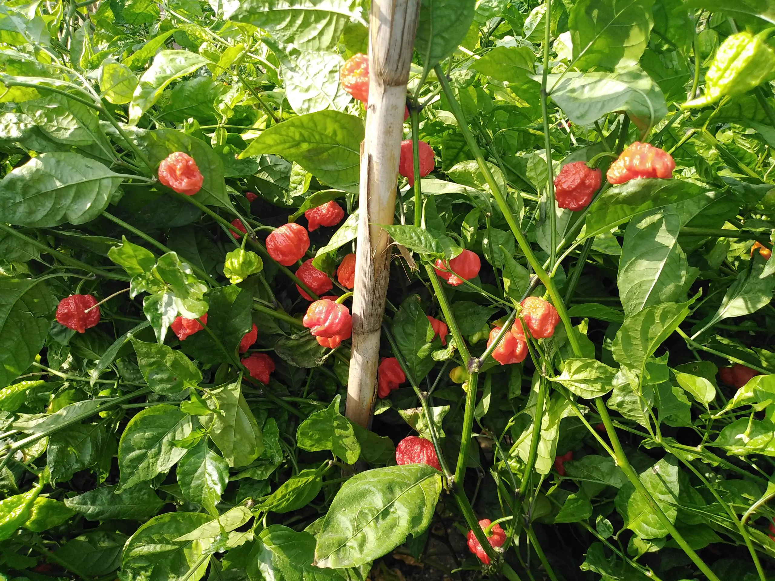 Carolina Reaper Chilli Seeds - Image 20