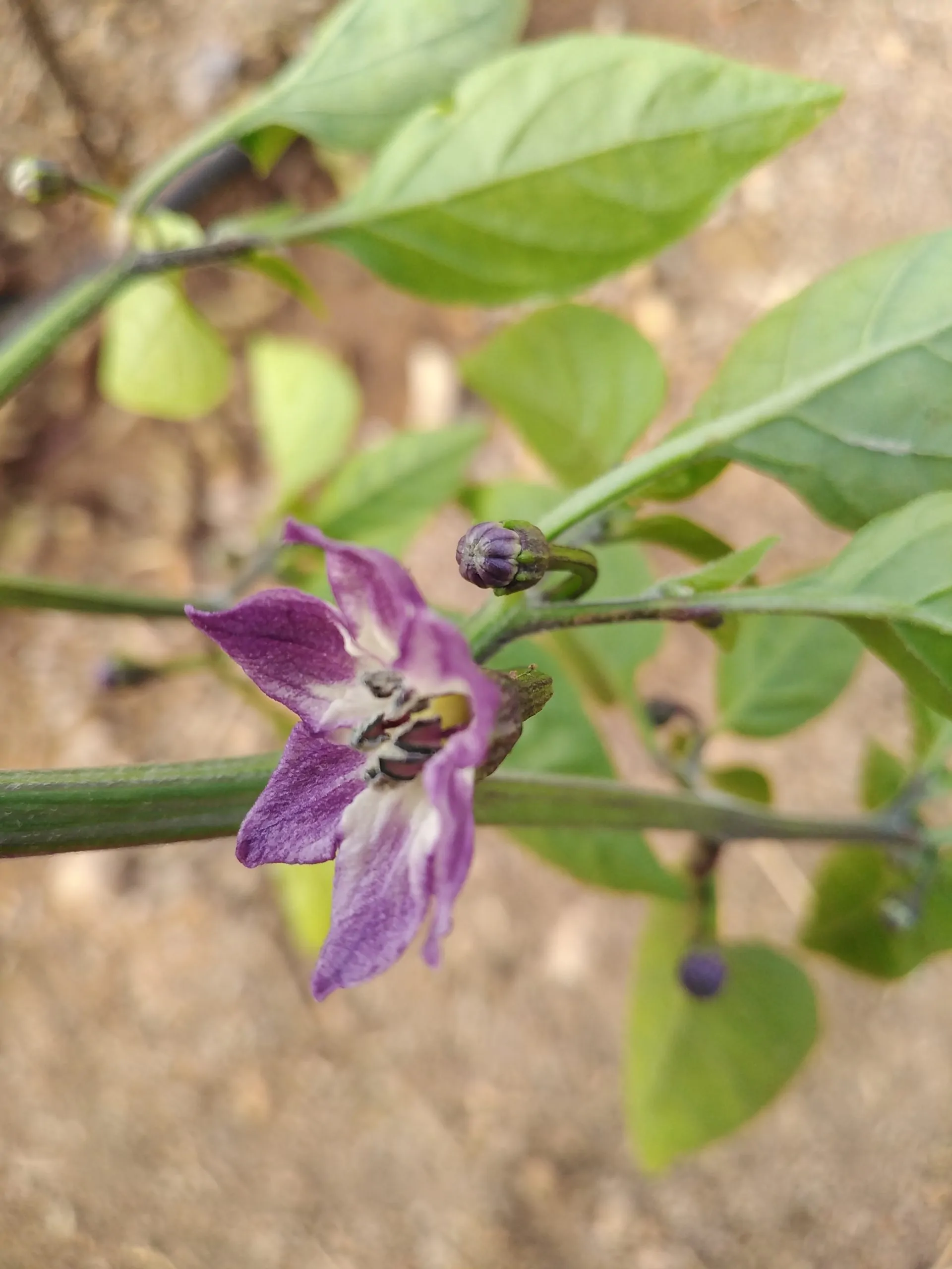 Buena Mulata - Image 15