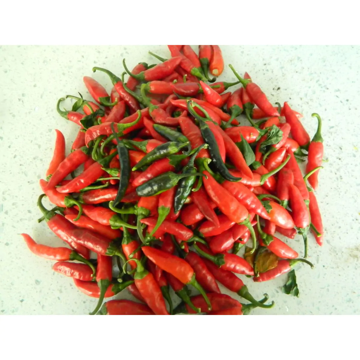 Krishna Jolokia Chilli Seeds - Image 3