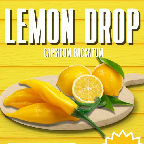 Lemon Drop