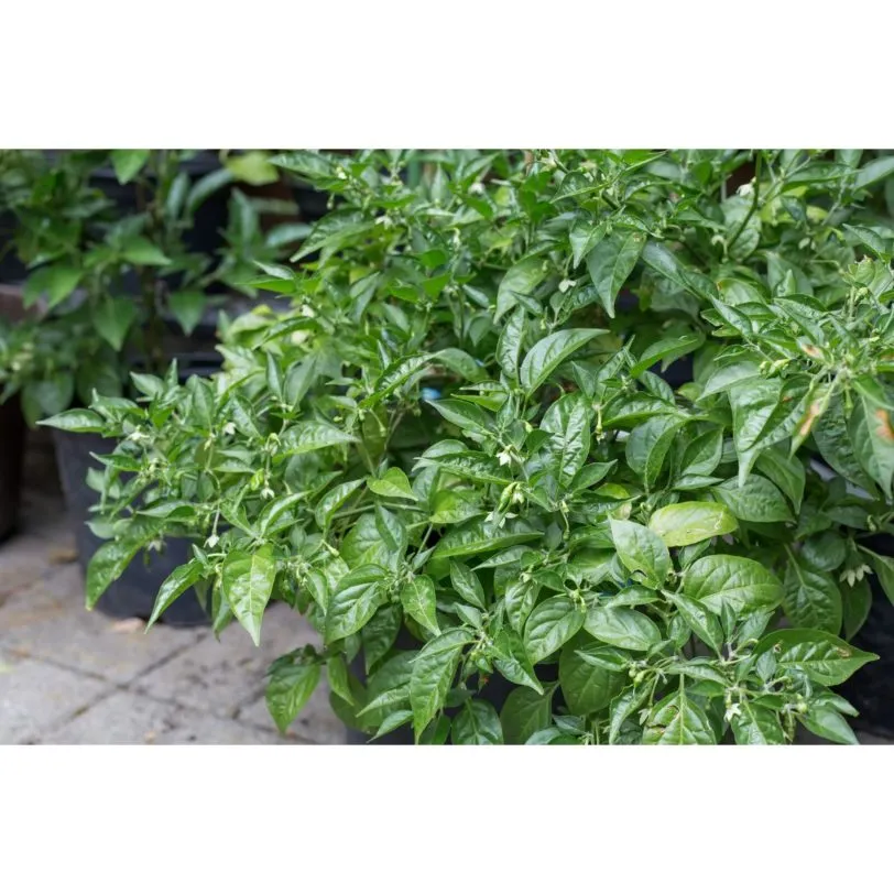 Lemon Drop - Image 9