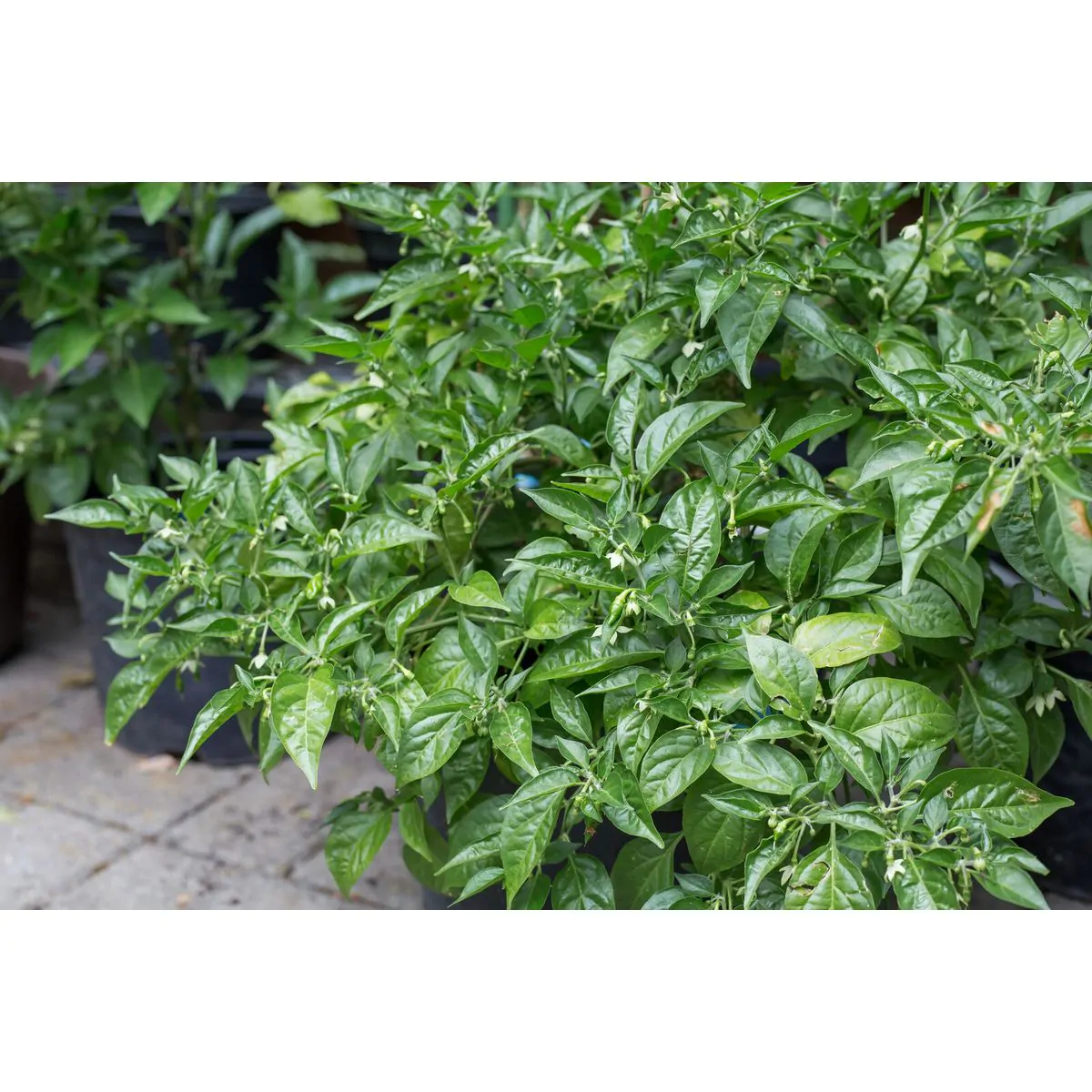 Aji Lemon Drop - Image 9