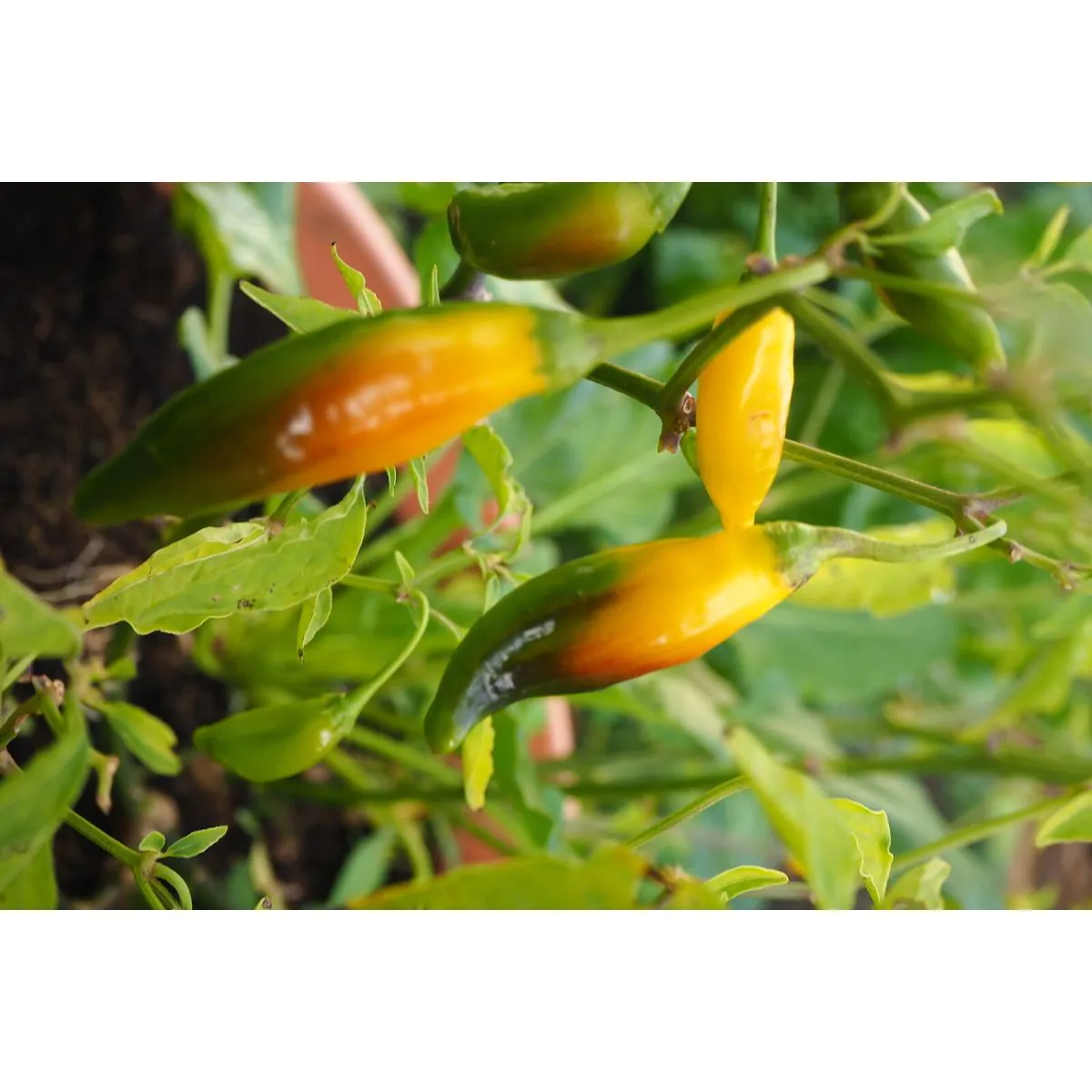 Aji Lemon Drop - Image 10