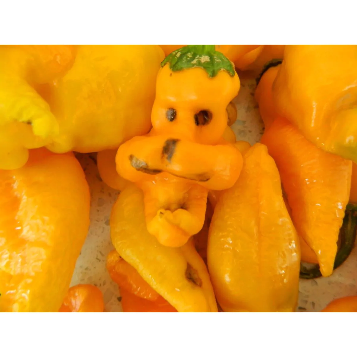 Monkey Face Yellow - Image 2