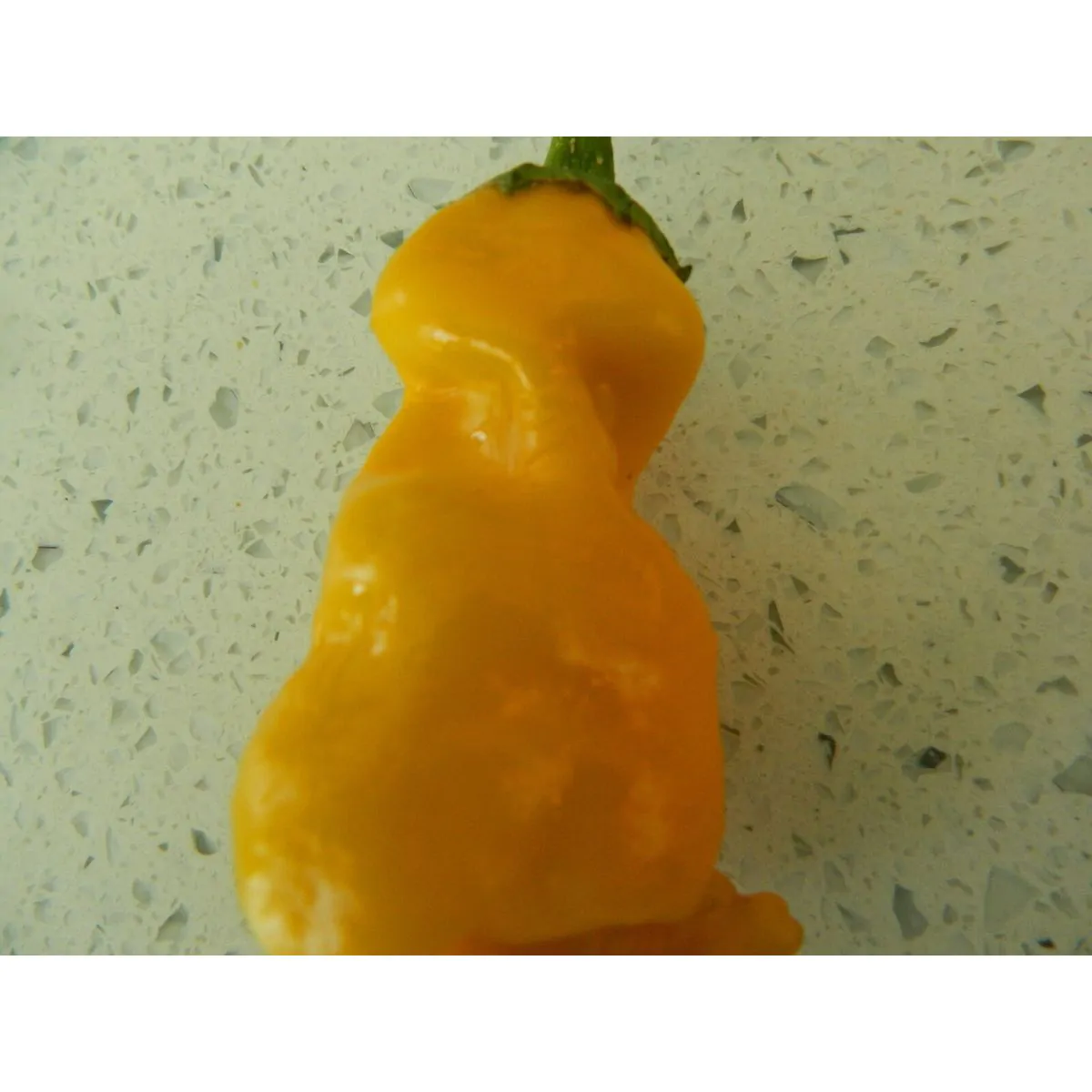 Monkey Face Yellow - Image 3