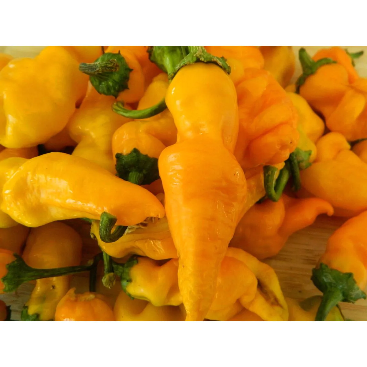 Monkey Face Yellow - Image 5