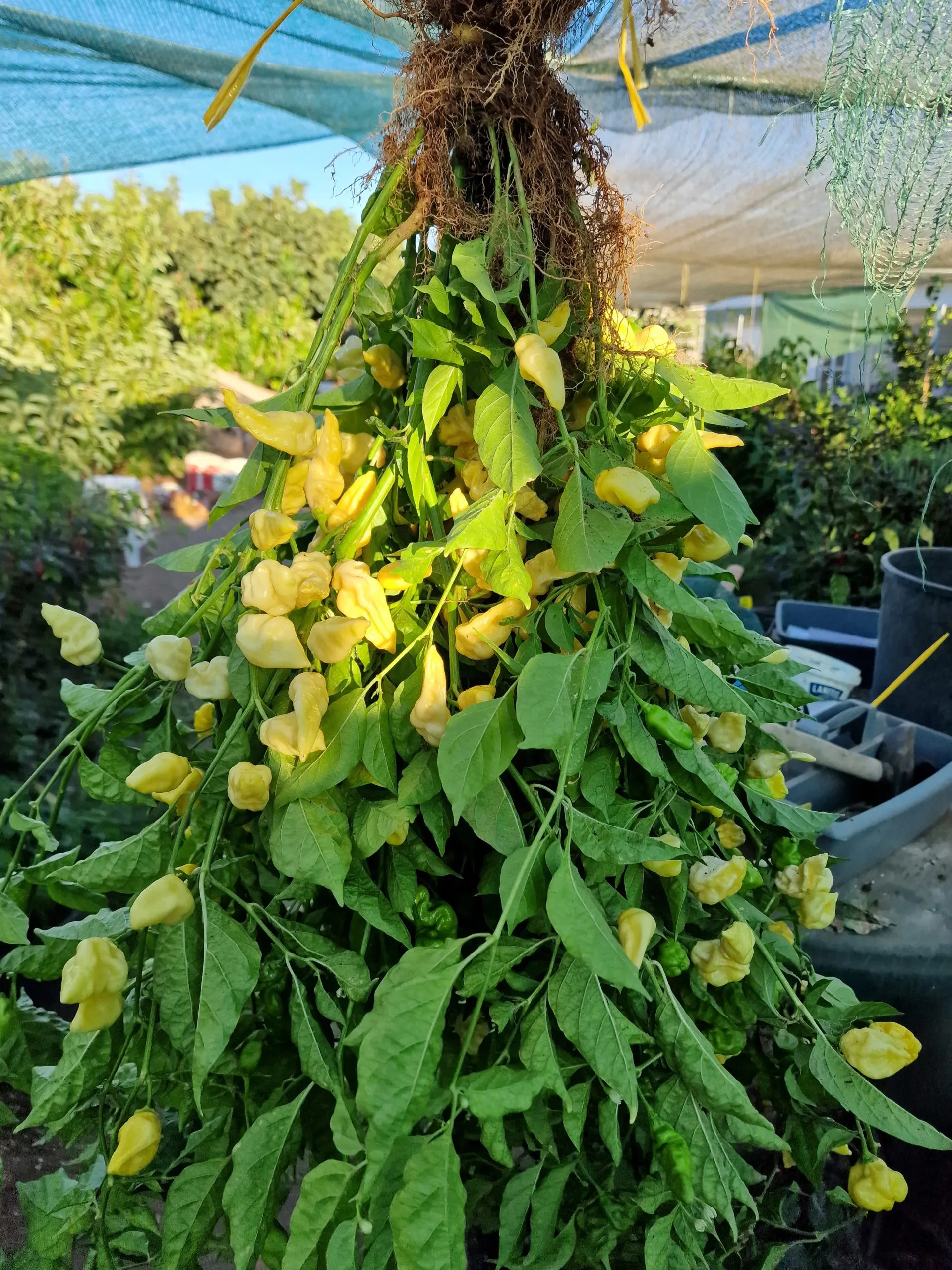 Naga White Chilli Seeds - Image 6