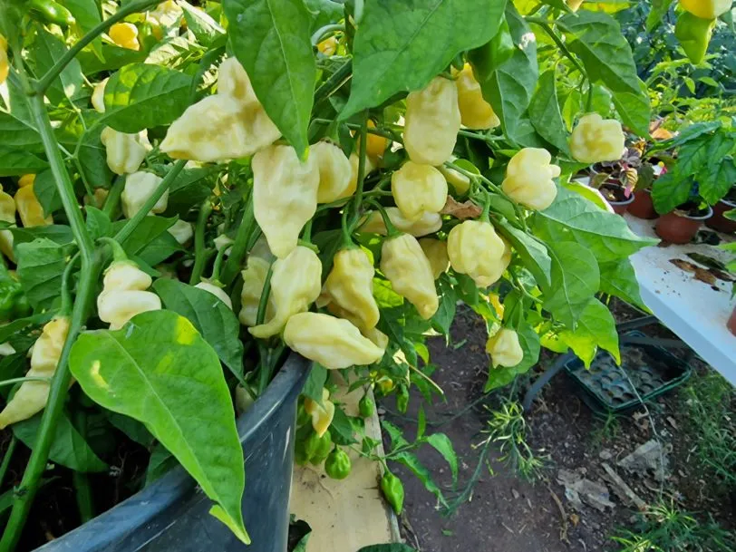 Naga White Chilli Seeds - Image 7