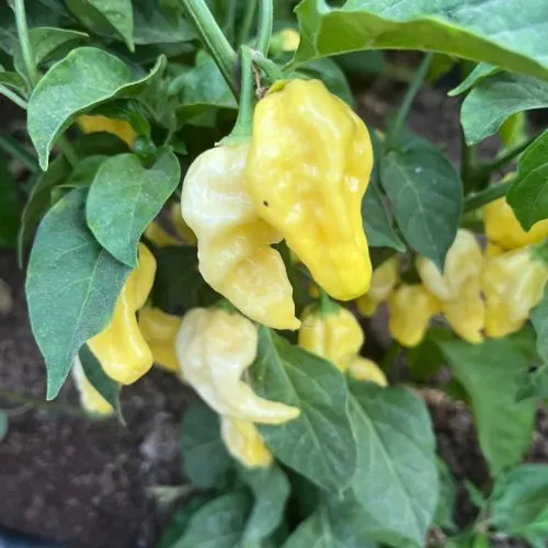 Naga White Chilli Seeds