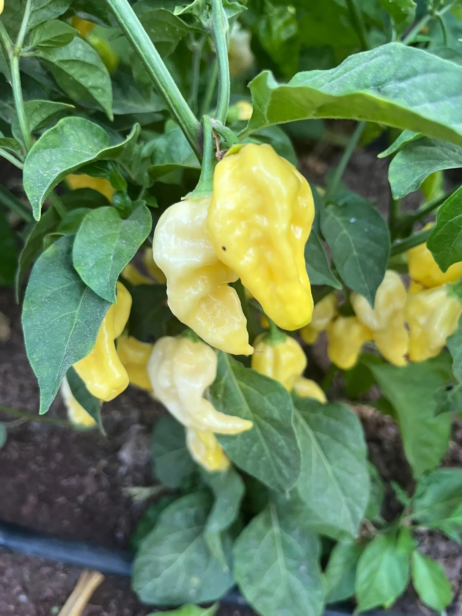 Naga White Chilli Seeds