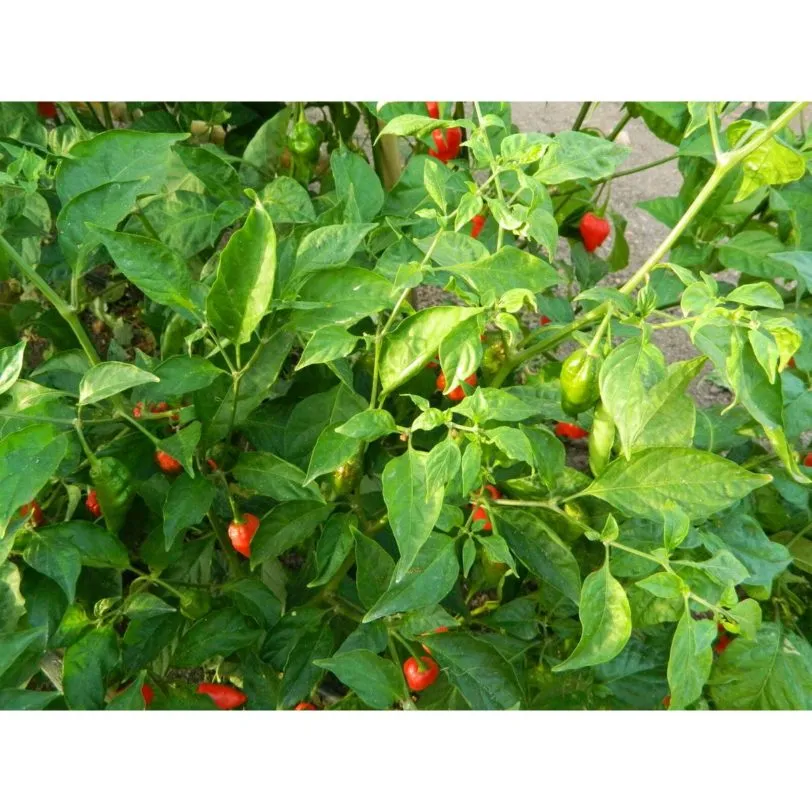 Naga Morich - Image 2