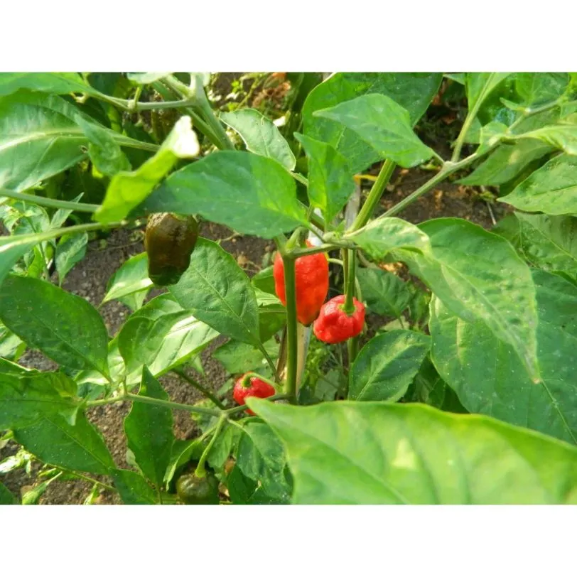 Naga Morich - Image 3