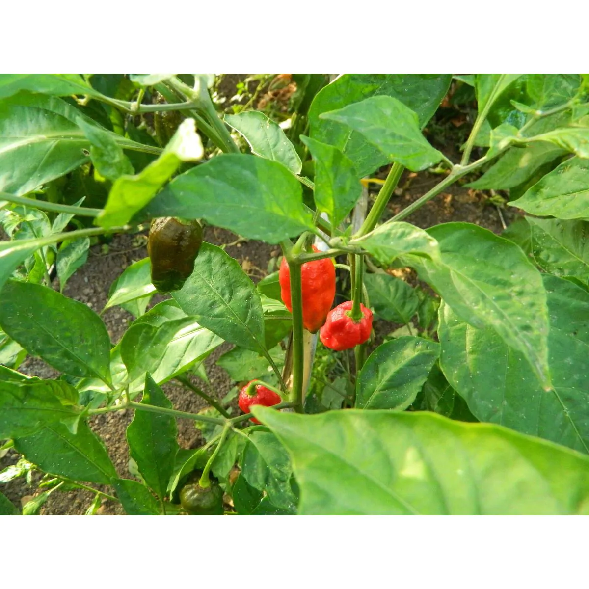 Naga Morich - Image 3