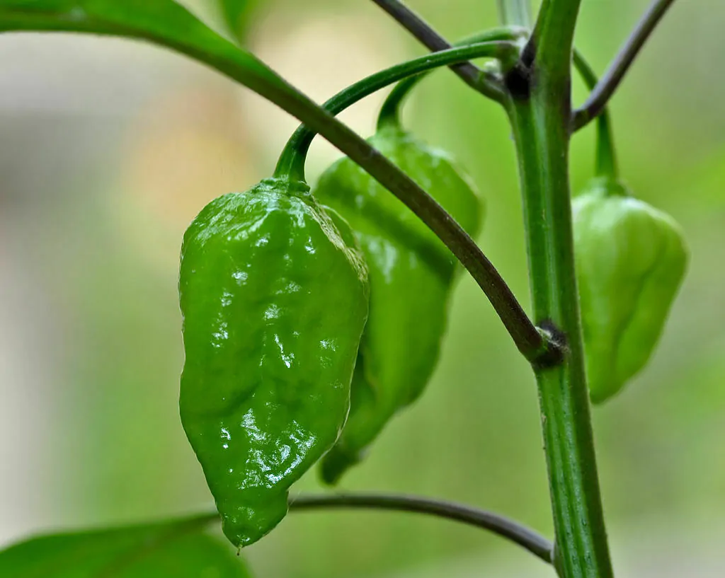Naga Morich - Image 4