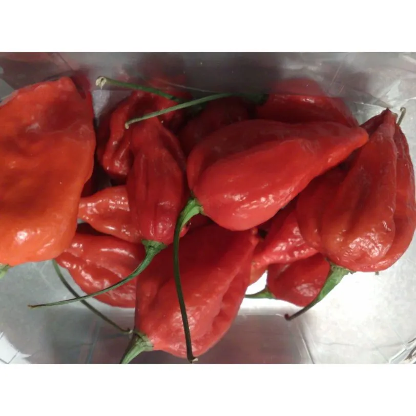 Naga Morich - Image 5