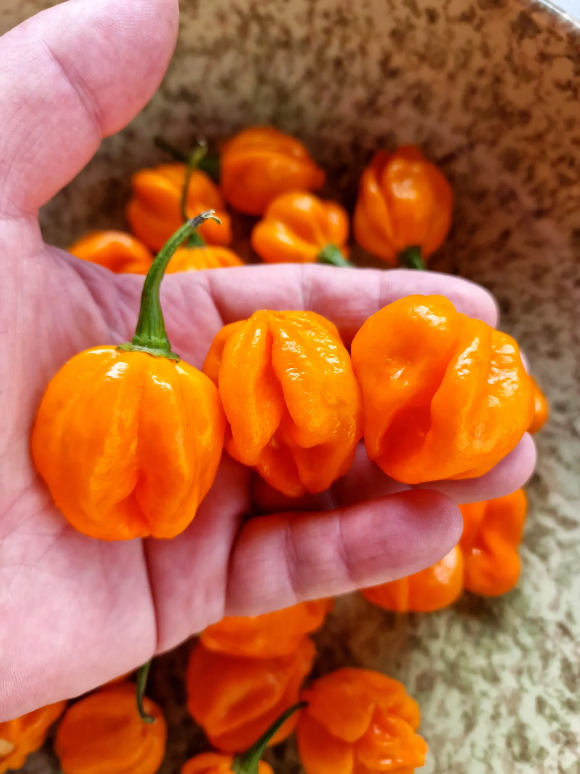 Habanero Orange Chilli Seeds - Image 2