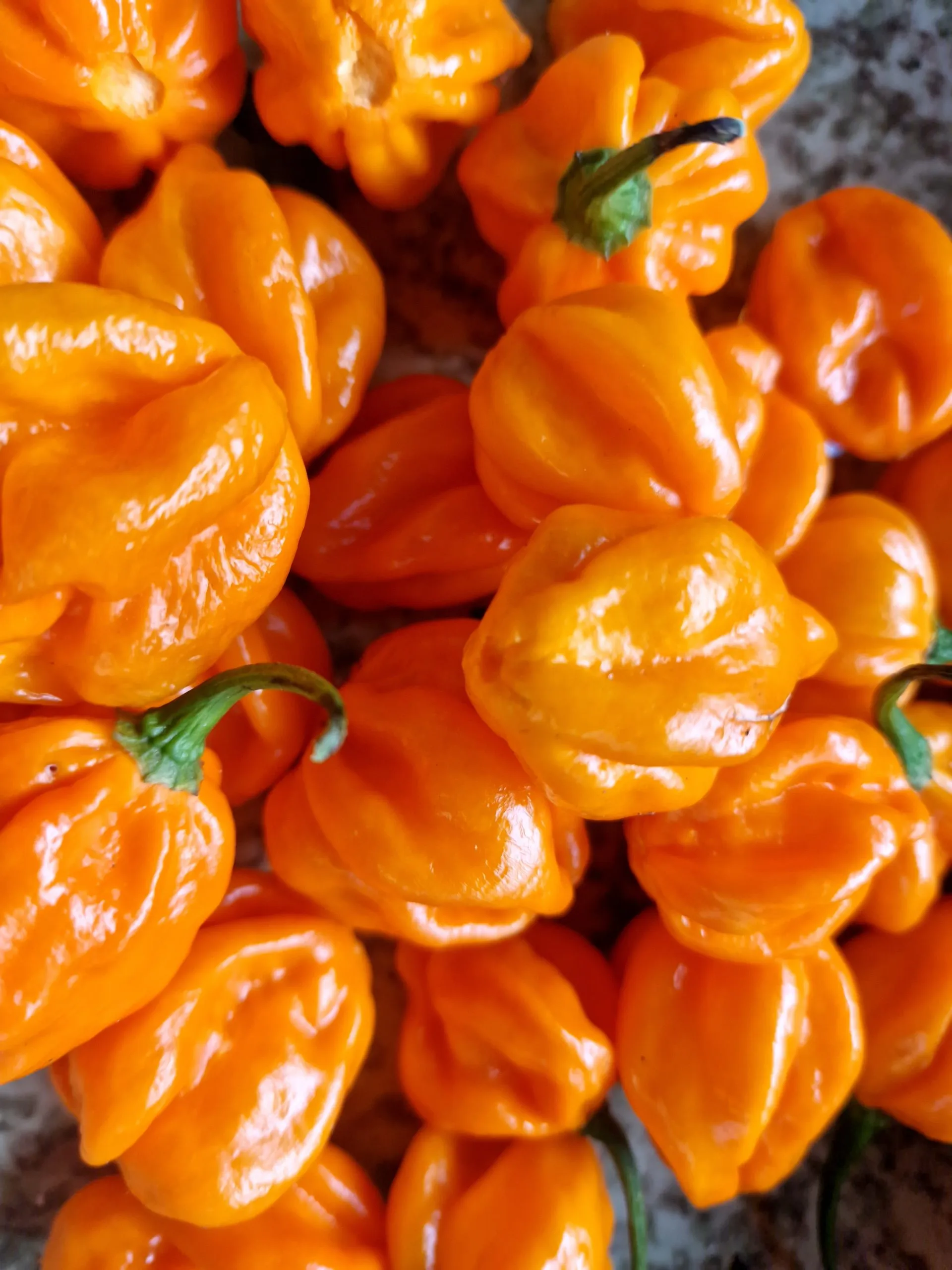 Habanero Orange Chilli Seeds - Image 4