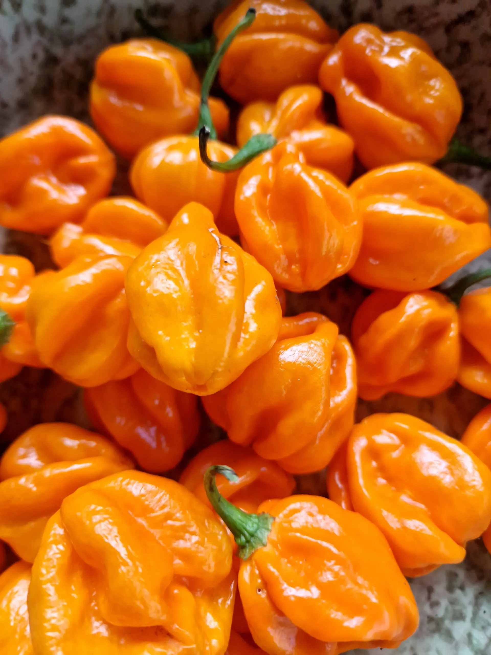 Habanero Orange Chilli Seeds