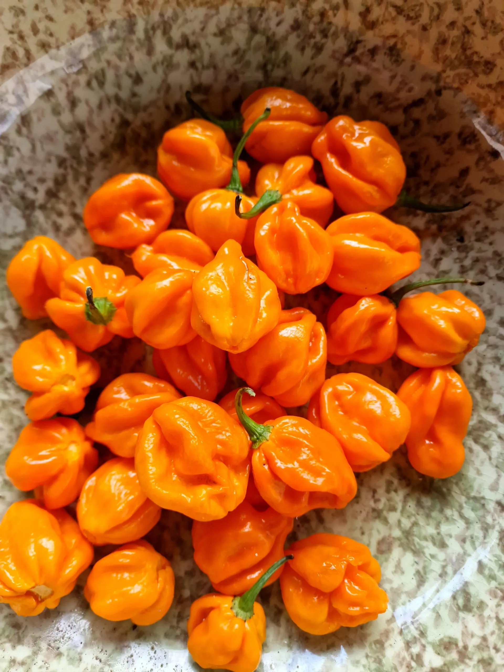 Habanero Orange Chilli Seeds - Image 3