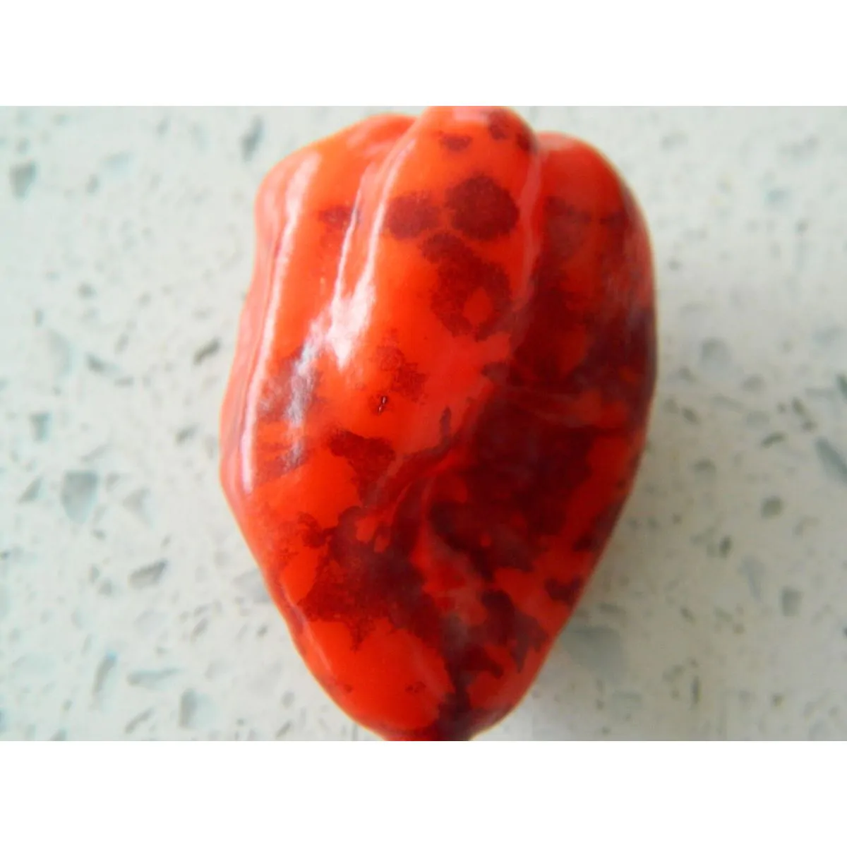 Purple Bhut Jolokia Chilli Seeds - Image 7