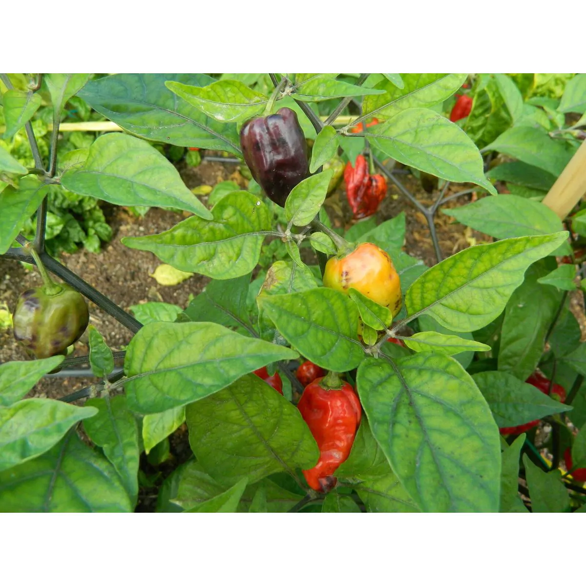 Purple Bhut Jolokia Chilli Seeds - Image 11