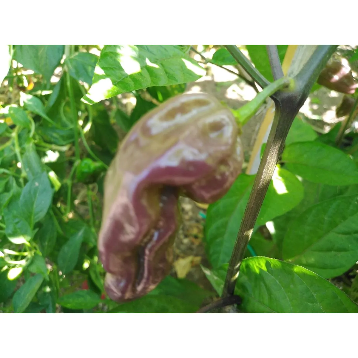 Purple Bhut Jolokia Chilli Seeds - Image 12