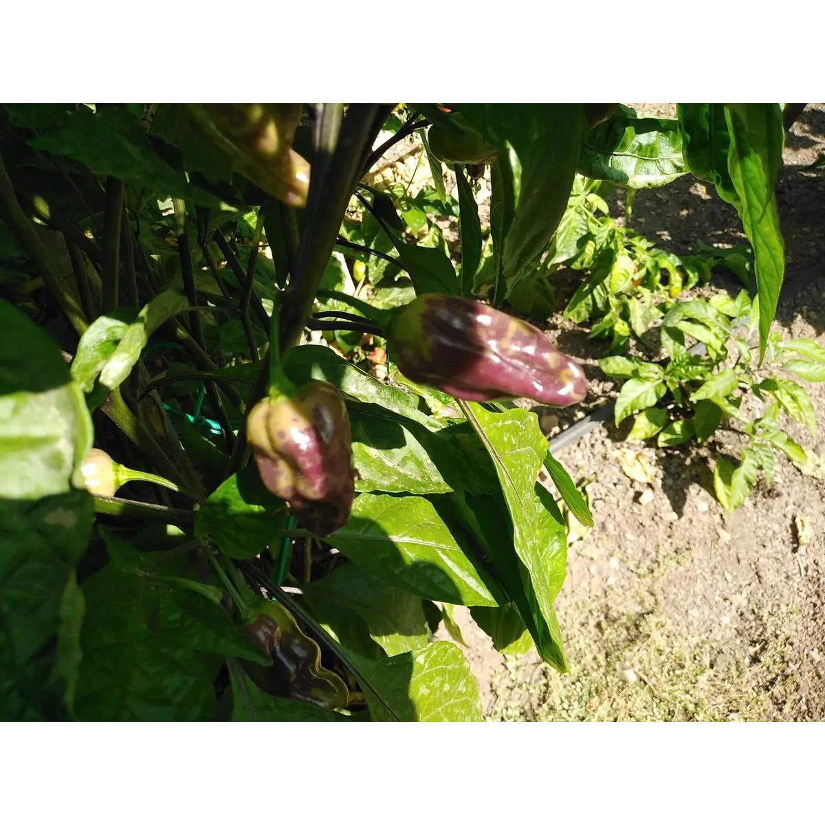 Purple Bhut Jolokia Chilli Seeds - Image 14