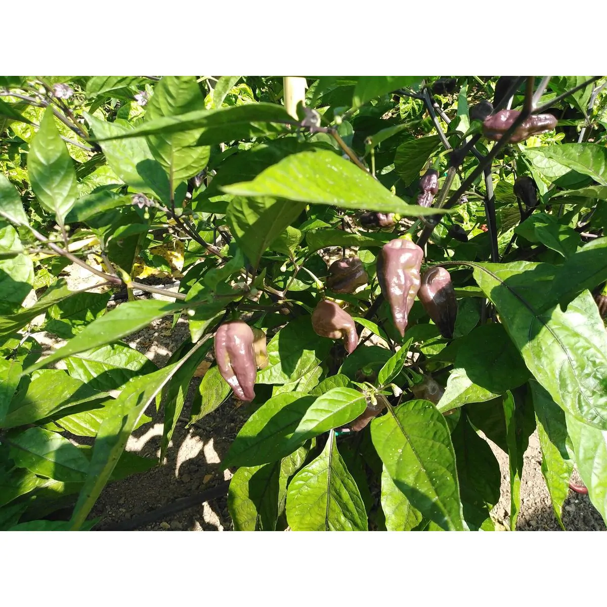 Purple Bhut Jolokia Chilli Seeds - Image 15