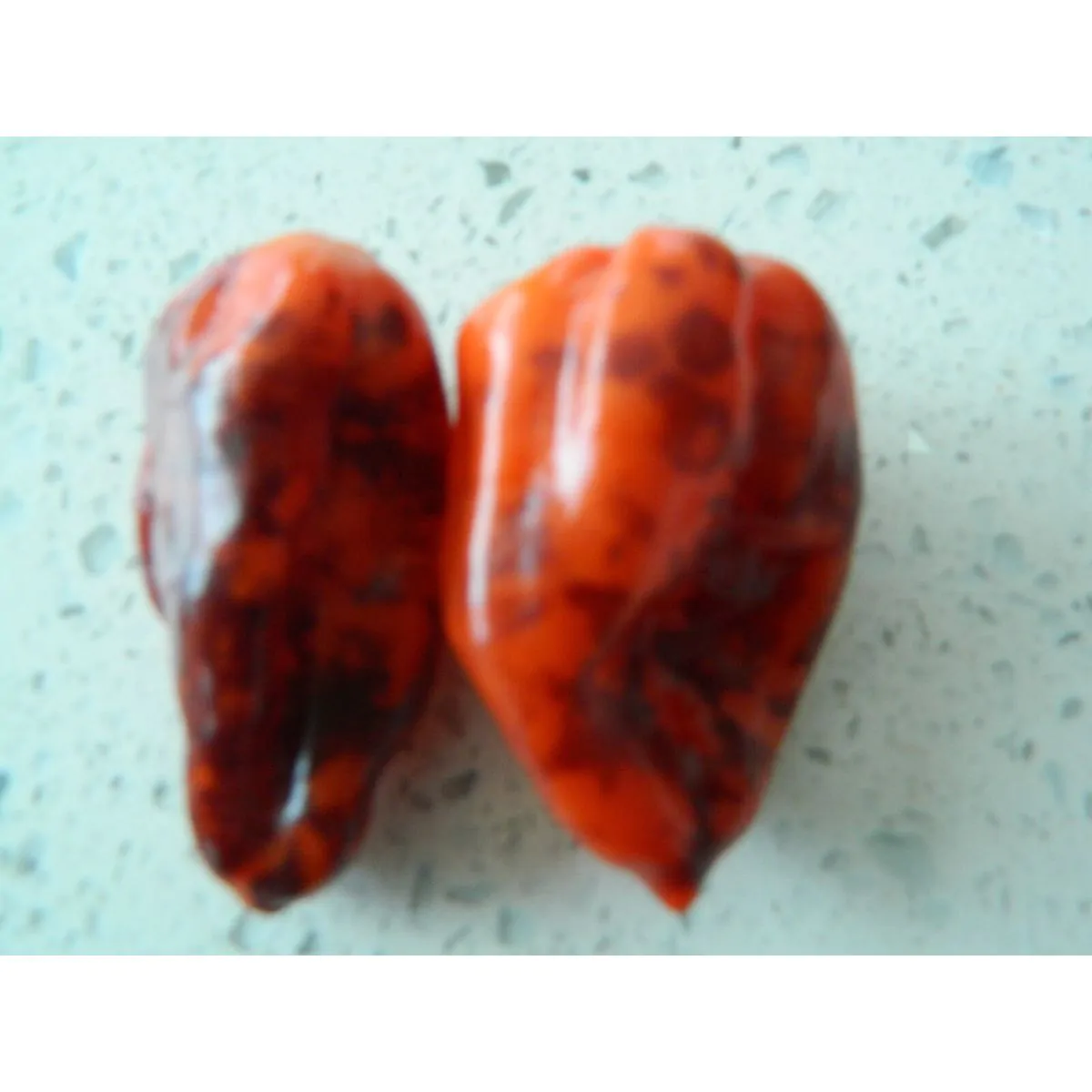Purple Bhut Jolokia Chilli Seeds - Image 16