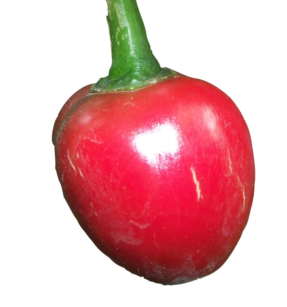 Satans Kiss - Image 3