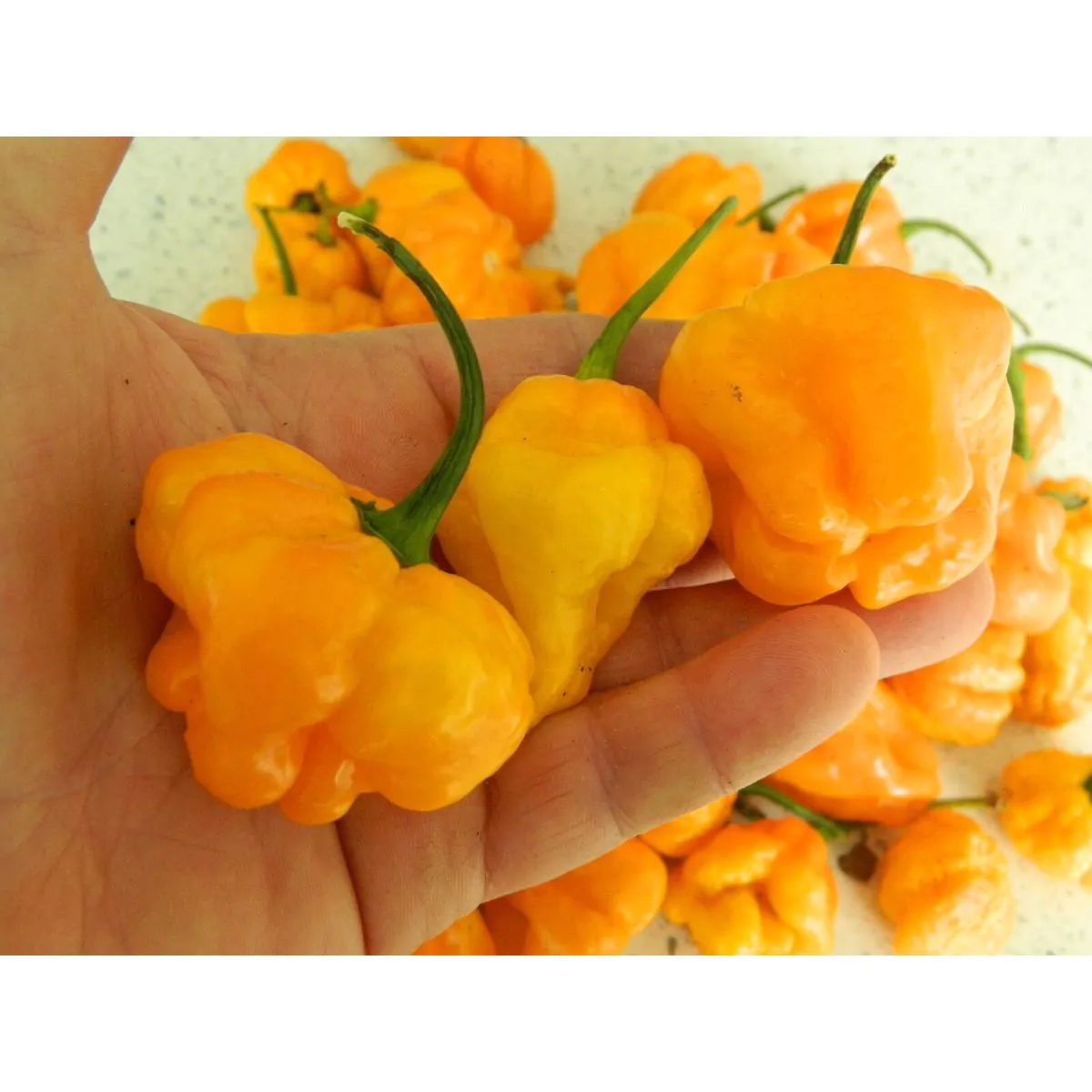 Scotch Bonnet Trenton TFM