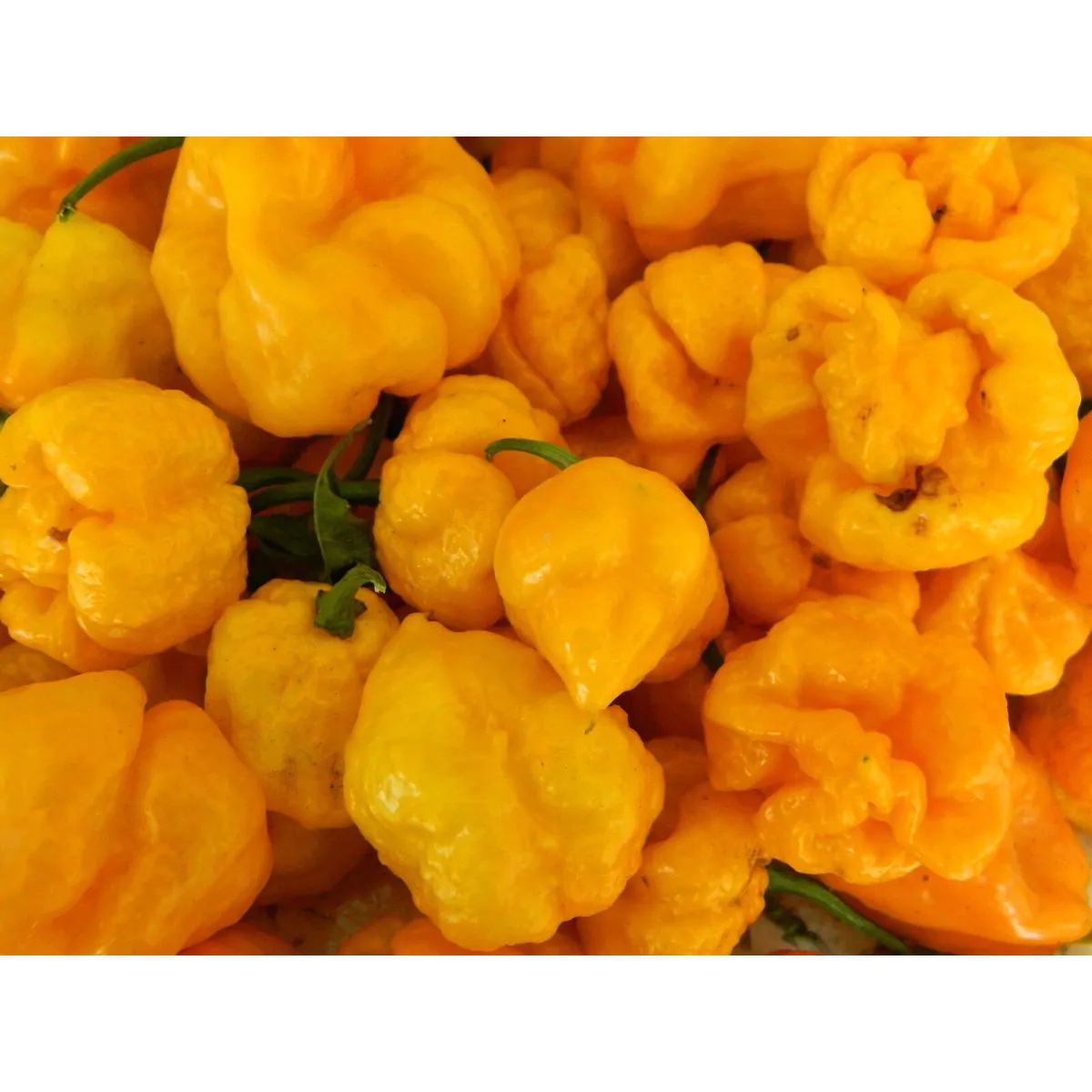 Scotch Bonnet Trenton TFM - Image 2