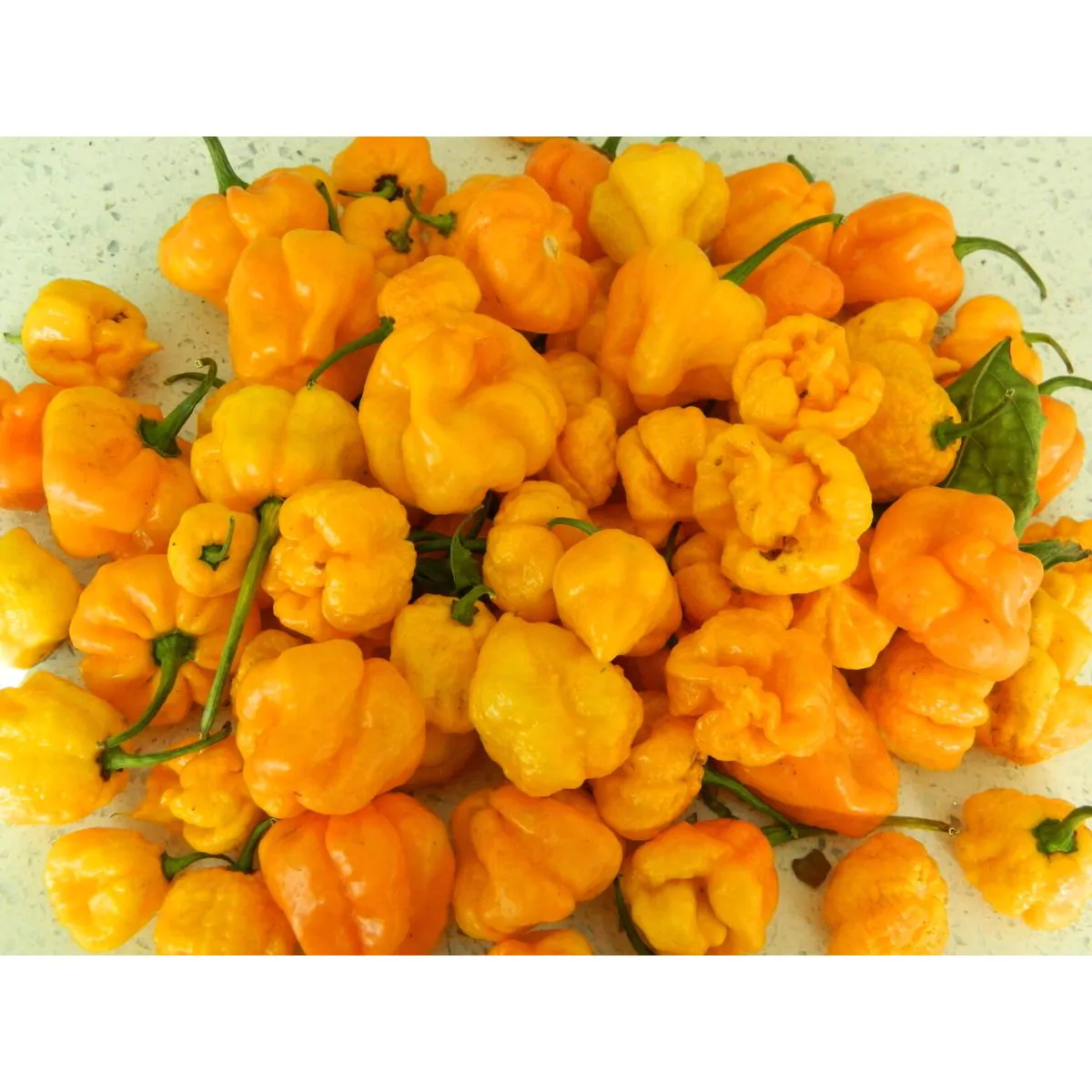 Scotch Bonnet Trenton TFM - Image 3