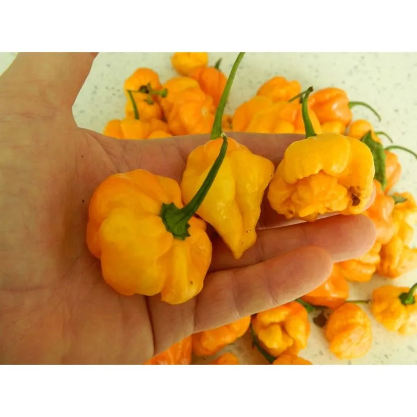 Scotch Bonnet Trenton TFM - Image 4