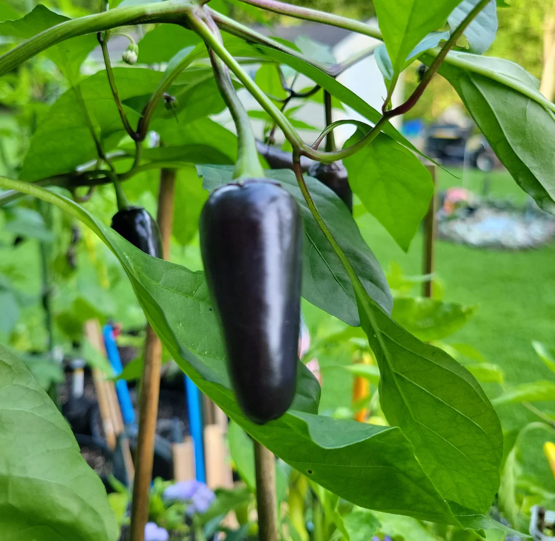 Black Jalapeno Chilli Seeds - Image 4