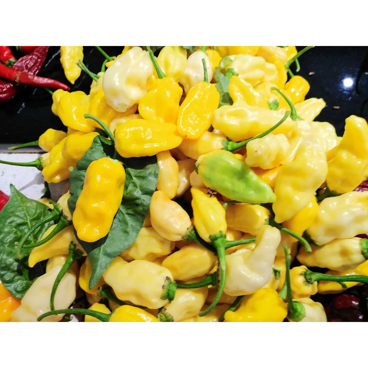 St Lucia Seasoning Chilli Seeds