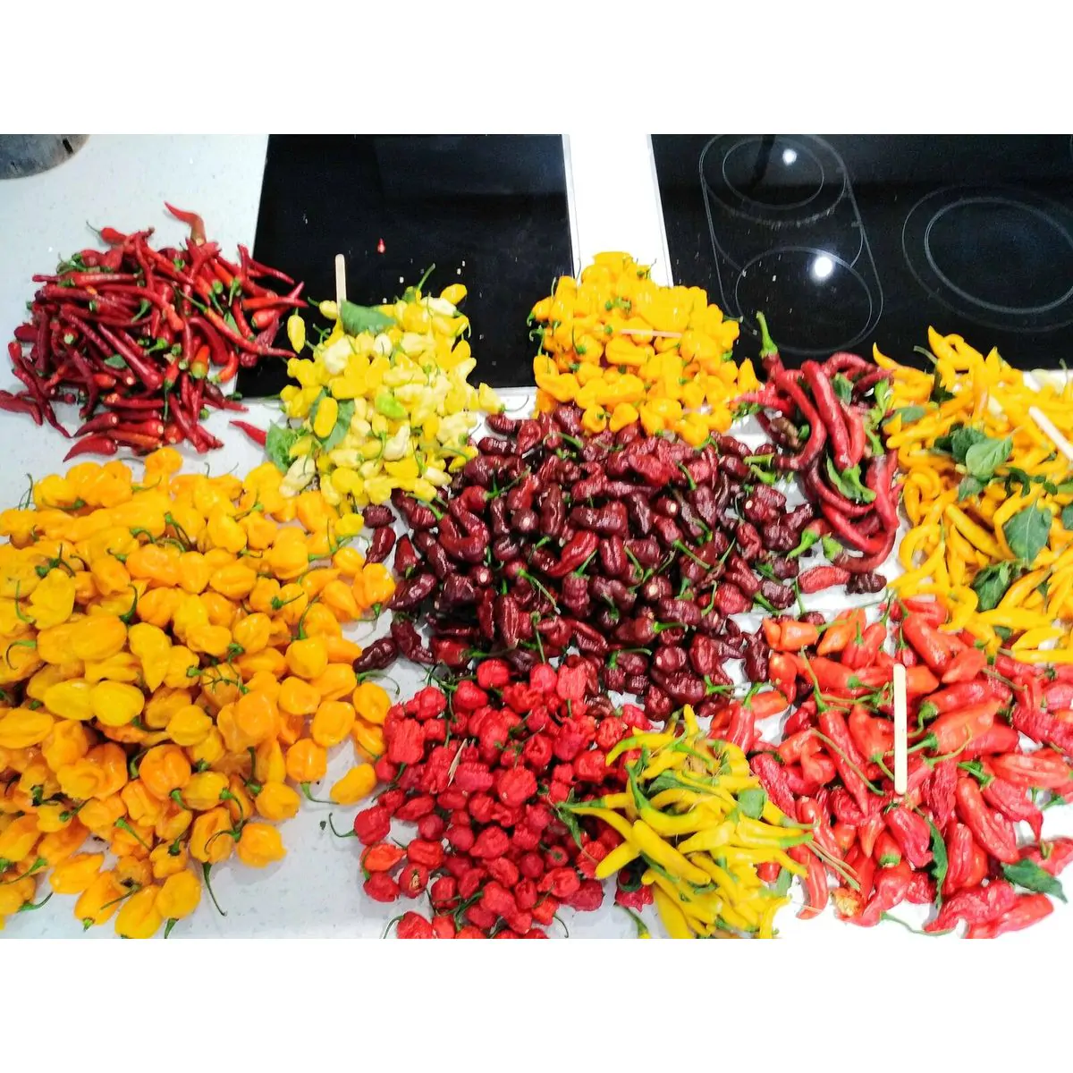St Lucia Seasoning Chilli Seeds - Image 2