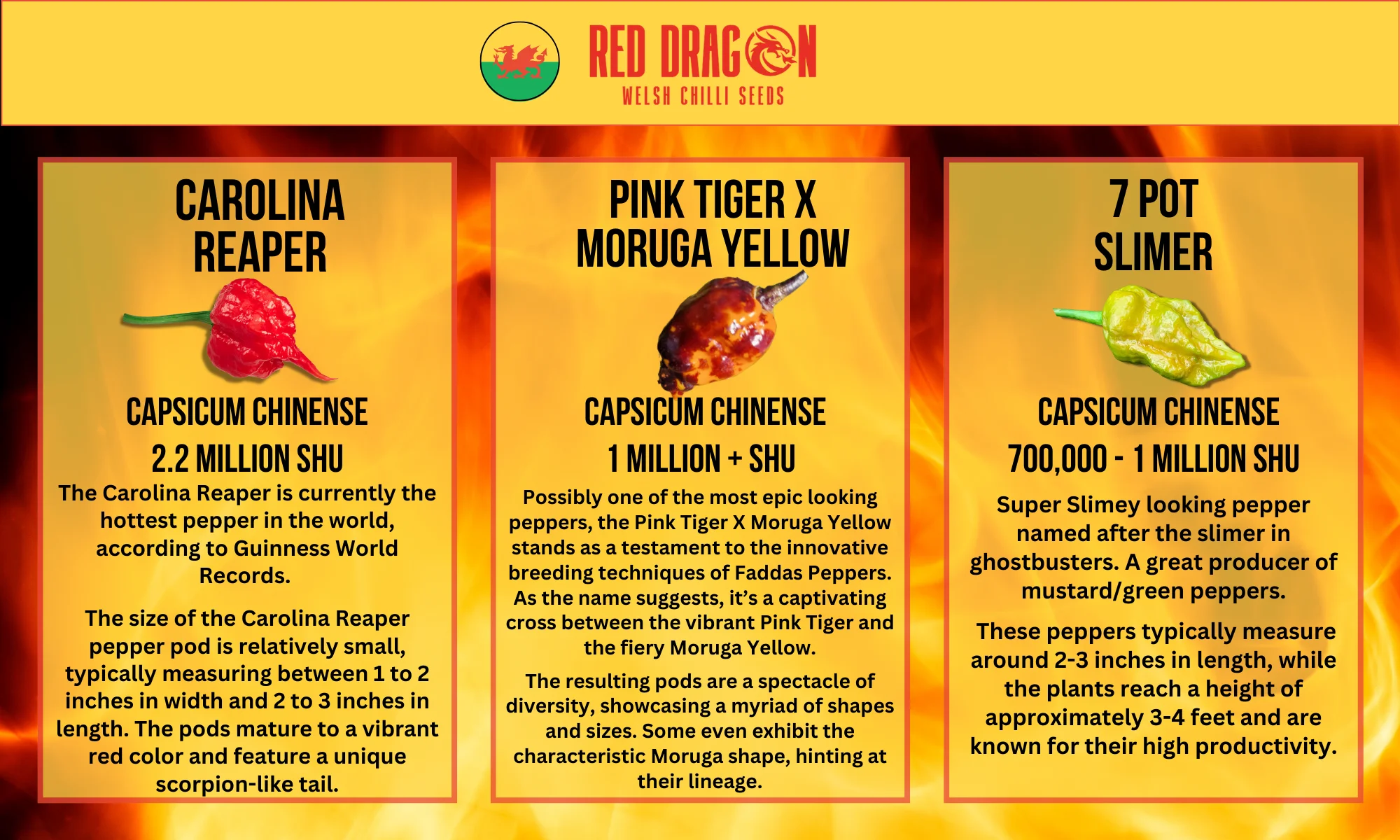 Super Hot Chilli Seed Variety Pack - Image 5