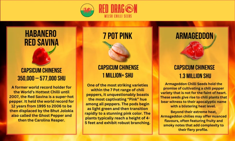 Super Hot Chilli Seeds - Tin Edition - Image 6